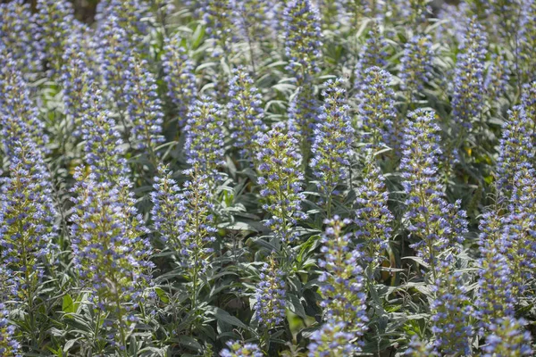 Flora di Gran Canaria - Echium — Foto Stock