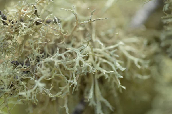 大加那利岛植物区系-地衣 — 图库照片