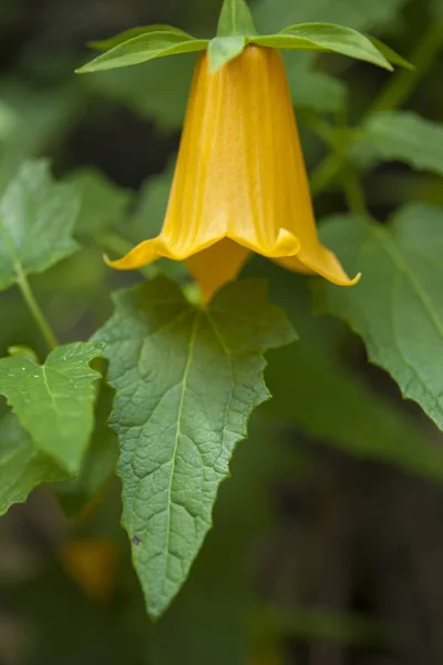 Flora z Gran Canaria - Kanarína kanárská — Stock fotografie