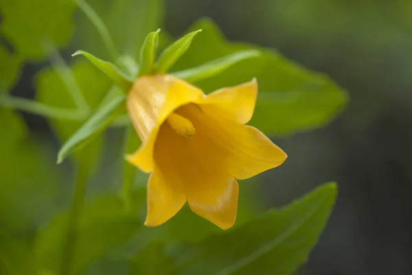 Flora Gran Canarii - Canarina kanaryjski — Zdjęcie stockowe