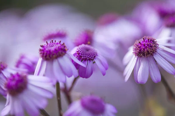 Flora van Gran Canaria - Pericallis webii — Stockfoto