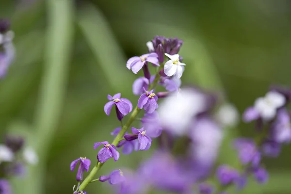 大加那利岛-Erysimum albescens 的植物区系 — 图库照片