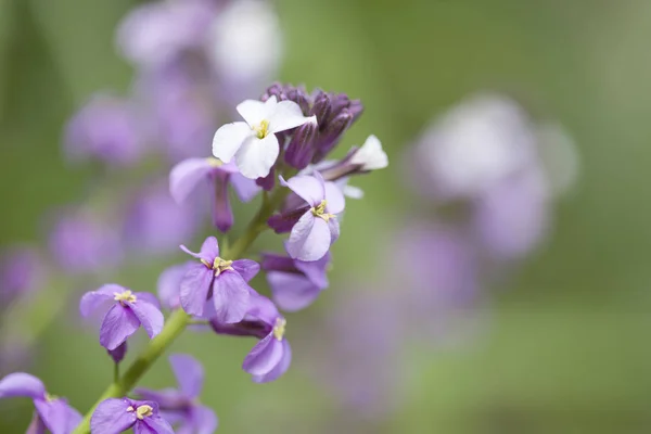 大加那利岛-Erysimum albescens 的植物区系 — 图库照片