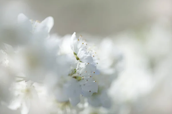 Fond de fleurs de printemps — Photo