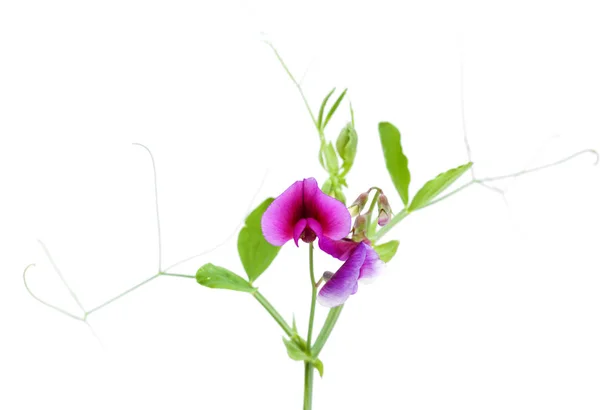 グラン ・ カナリア島 - タンジェのエンドウ豆の植物相 — ストック写真