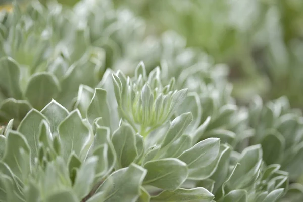 Flora of Fuerteventura - Asteriscus sericeus — Stock Photo, Image