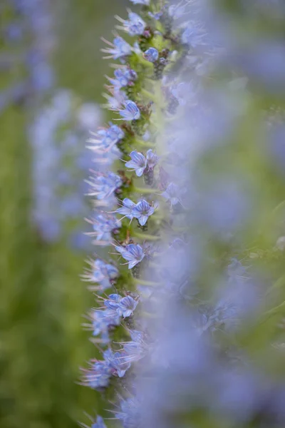 Flora of Gran Canaria - Echium callithyrsum — Stock Photo, Image