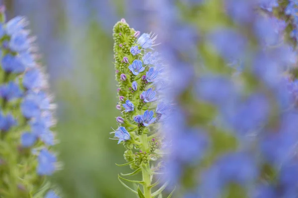 植物区系的大加那利岛-echium callithyrsum — 图库照片