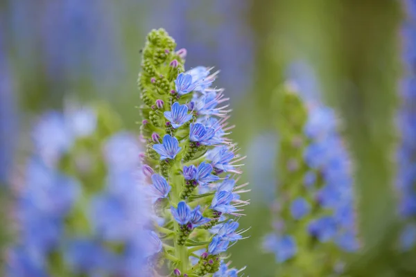 Flora of Gran Canaria - Echium callithyrsum — Stock Photo, Image