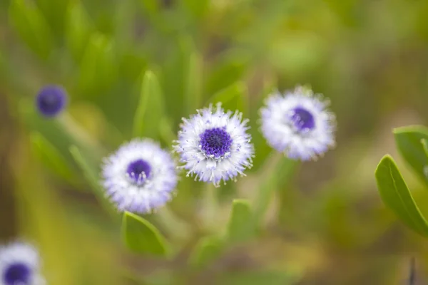 Flora din Gran Canaria - Globularia sarcofilla — Fotografie, imagine de stoc