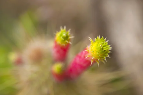 Cleistocactus smaragdiflorus background — Stock Photo, Image