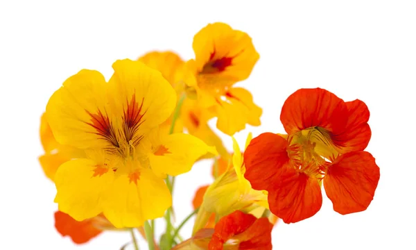 Флора Гран-Канария - Tropaeolum majus — стоковое фото