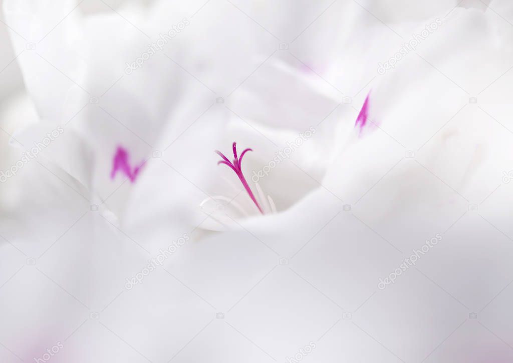 floral background with white and pink geraniums