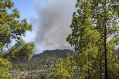 Büyük Kanarya, ateş