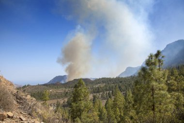 Büyük Kanarya, ateş