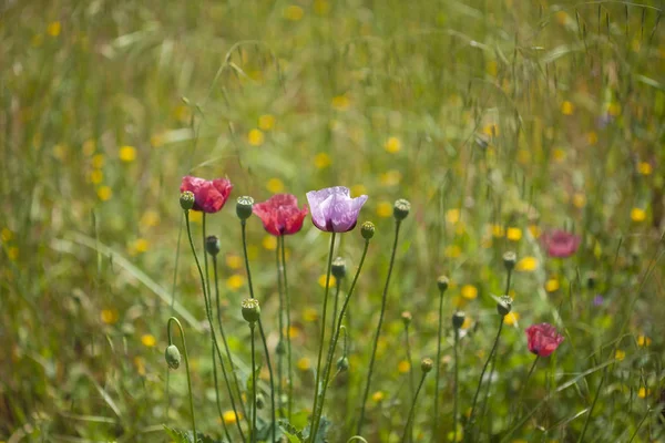 大加那利岛植物-粉红色罂粟花 — 图库照片