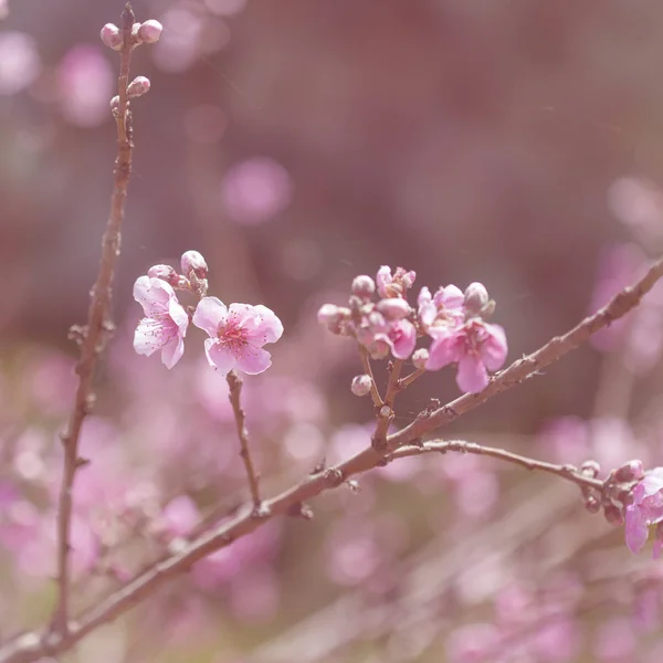 Tło wiosna kwiaty — Zdjęcie stockowe