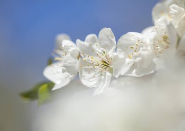 arka plan bahar çiçekleri