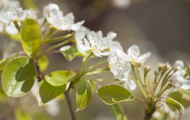 arka plan bahar çiçekleri