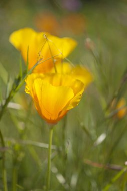Gran Canaria - Eschscholzia californica florası