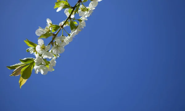 Весна цвітіння фону — стокове фото