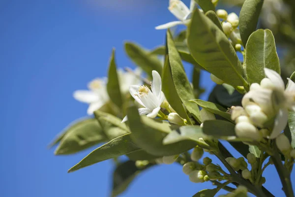 Azahar florece contra el cielo azul —  Fotos de Stock