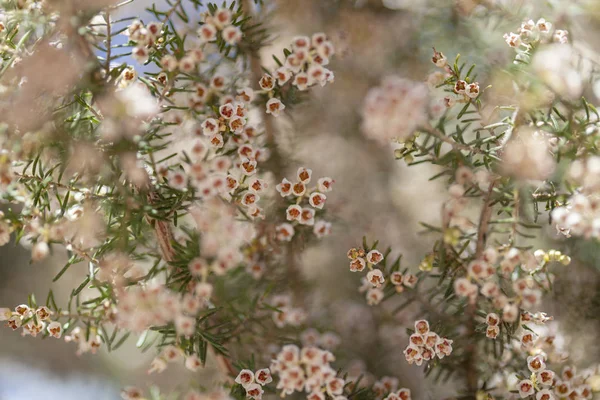 Χλωρίδα της Γκραν Κανάρια - Erica arborea — Φωτογραφία Αρχείου