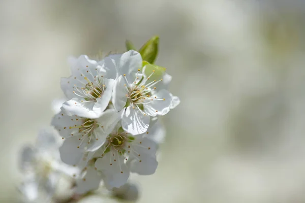Jarní květy pozadí — Stock fotografie