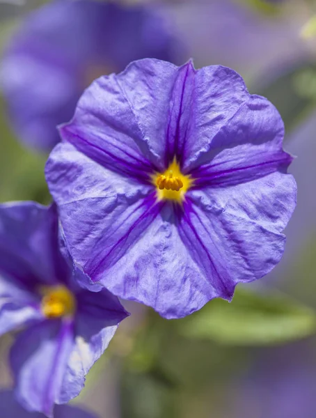 Blue potatoe bush, Lycianthes rantonnetii — Stock Photo, Image