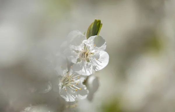 Jarní květy pozadí — Stock fotografie