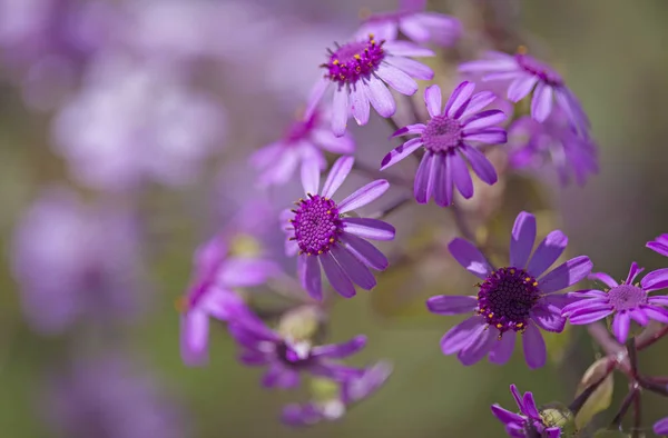 Flora di Gran Canaria - Pericallis webbii — Foto Stock