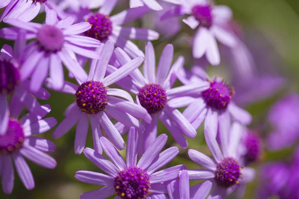 Flora z Gran Canaria - Pericallis webbii — Stock fotografie