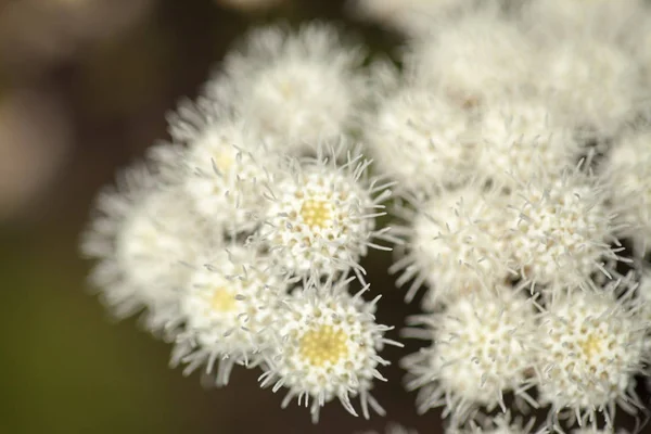 Flora de Gran Canaria - Ageratina adenophora — Foto de Stock
