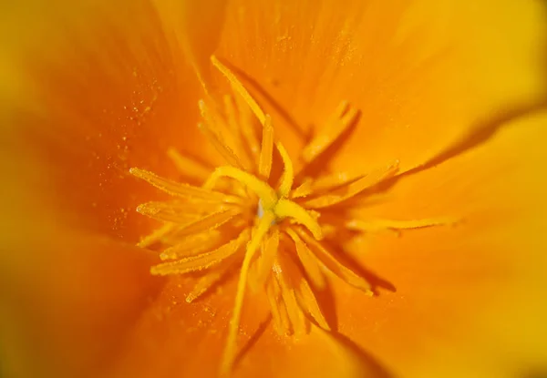 Flora de Gran Canaria - Eschscholzia californica — Fotografia de Stock