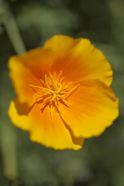 Flora Gran Canarii - californica eschscholzia — Zdjęcie stockowe