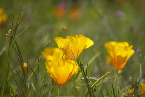 Flora of Gran Canaria - Eschscholzia californica — Stock Photo, Image