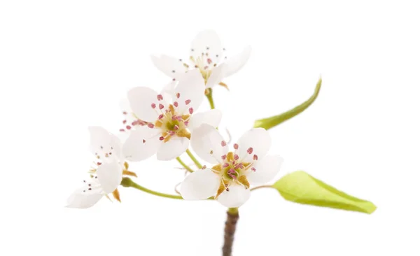 Spring blossoms on white — Stock Photo, Image