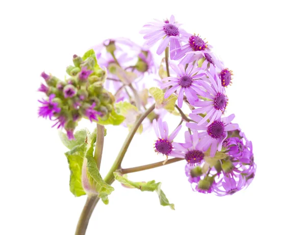 Flora di Gran Canaria - Pericallis webbii — Foto Stock