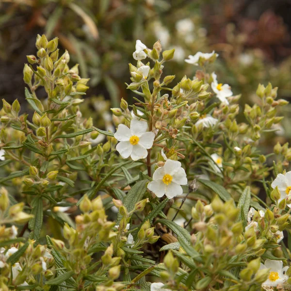 Flora de Gran Canaria - Cistus monspeliensis —  Fotos de Stock