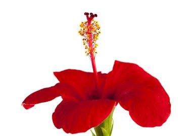 tek kırmızı ebegümeci