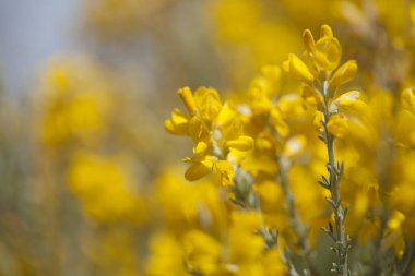 Gran Canaria - Katırtırnağı microphylla florası
