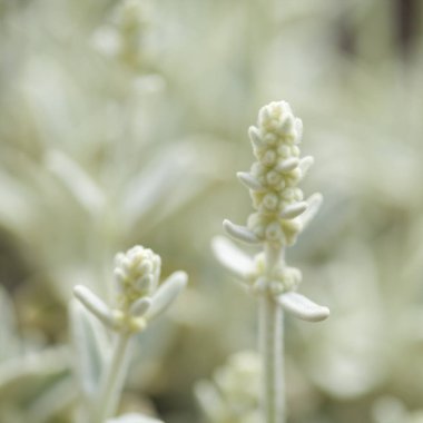 Gran Canaria - Sideritis dasygnaphala florası