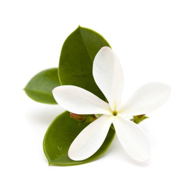 Carissa macrocarpa çiçekleri
