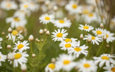 Gran Canaria Flora - Argyranthemum,