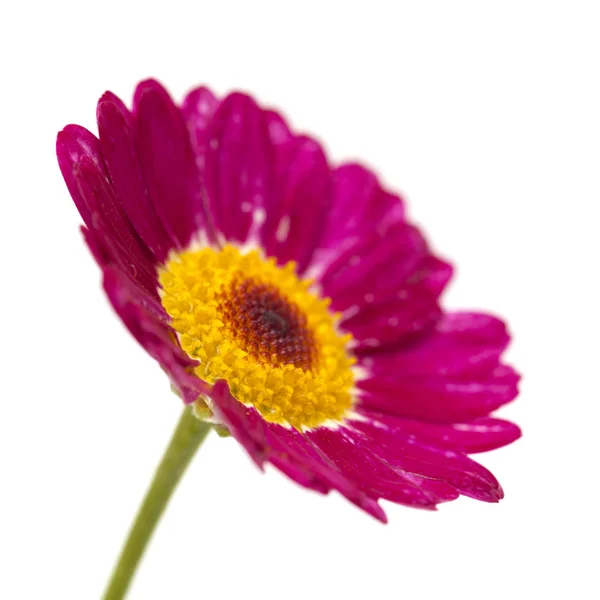 Röd Marguerite Daisy — Stockfoto