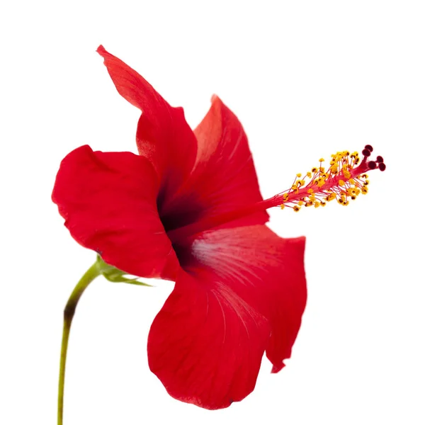 Hibisco vermelho único — Fotografia de Stock