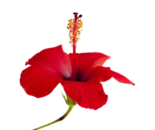 Enkele rode hibiscus — Stockfoto