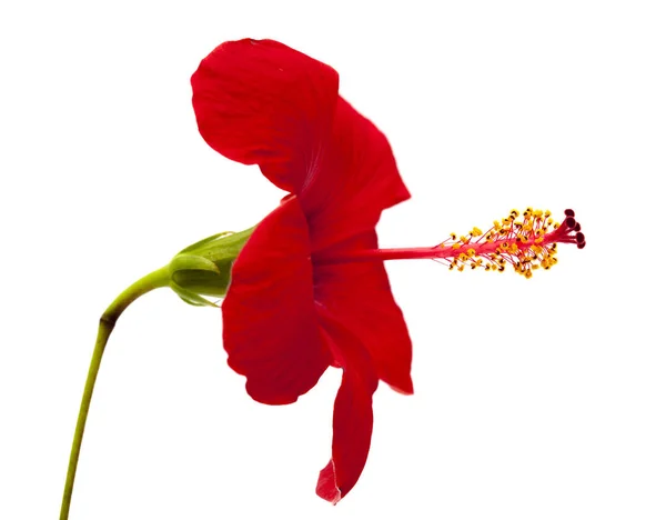 Hibiscus rouge simple — Photo