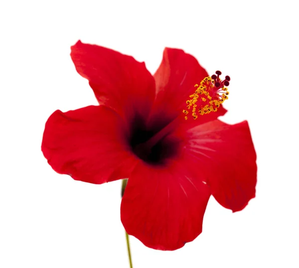 Hibiscus rouge simple — Photo