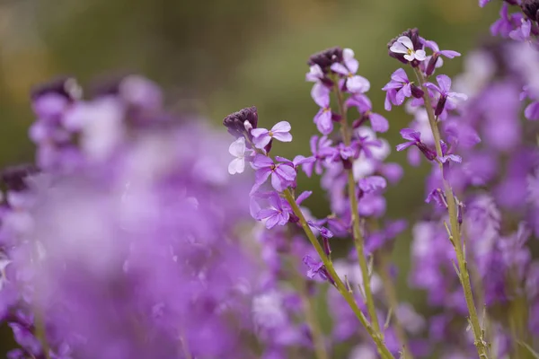 Flora von Gran Canaria - erysimum albescens — Stockfoto